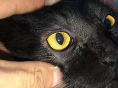 -芭比堂动物医院·犬猫全科·异宠专科(雁塔分院)