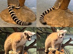 -海合安武汉极地海洋公园