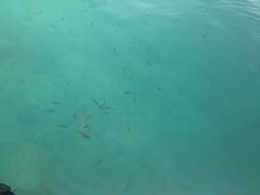 -东姑阿都拉曼海洋公园