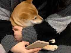 -浣熊柯尔鸭土拨鼠·电玩咖