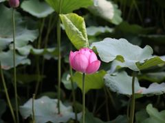 -莲池书院博物馆