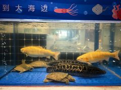 -川骄海鲜自助(王府井奥莱UP TOWN店原世界之花店)