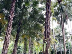 -中国科学院西双版纳热带植物园