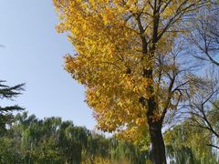 -丰台花园