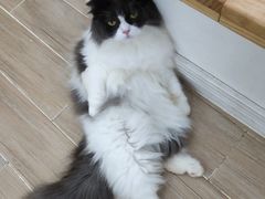 -李小姐の猫咖啡馆(五角场店)