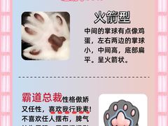 -翊宠yipet猫狗购宠庄园犬舍•猫舍
