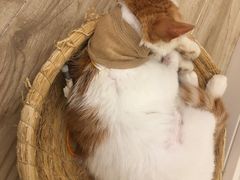 -御宝贝24h宠物医院·转诊中心·CT核磁血透中心(厦门总院)