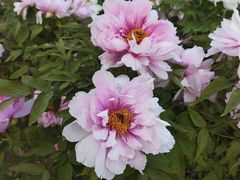 -洛阳市隋唐城遗址植物园