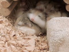 -龙猫仔乐园(惠福东路店)