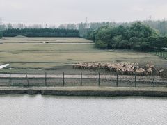 -溱湖国家湿地公园