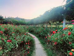 -苏州上方山国家森林公园