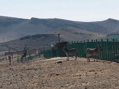 -新疆天山野生动物园