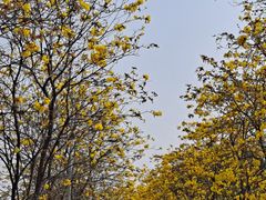 -洲头咀公园