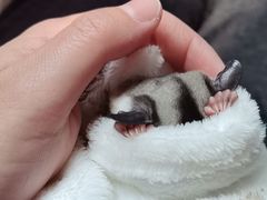 -爱侣宠医·鹦鹉专科·小型哺乳类·异宠专科(灵石路店)