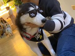 -Husky Go! 哈士奇体验馆·宠物咖啡厅狗咖