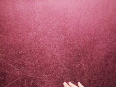 -羊亭河湿地公园