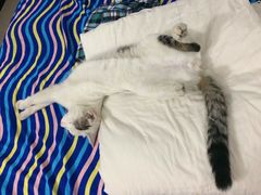 -猫咪博物馆(顶澳仔猫街店)