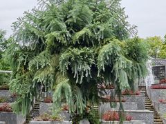 -广州神农草堂中医药博物馆