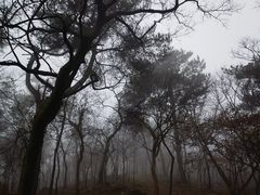 -老山国家森林公园