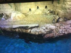 -迪拜水族馆及水下动物园