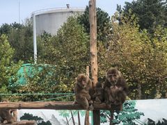 -西霞口神雕山野生动物世界