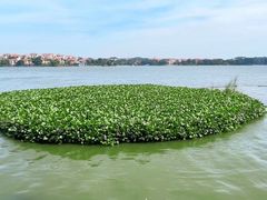 -仙湖旅游度假区