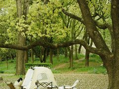 -上海共青森林公园