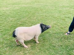 -前小桔亲子创意农场·草莓采摘·露营烧烤