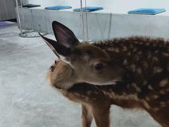 -浣熊柯尔鸭土拨鼠·电玩咖
