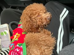 -百好乐宠物友好餐厅(朝外大街店)