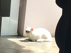 -喵屿·大理花园猫咖