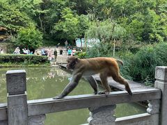 -黔灵山公园