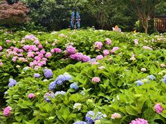 -上海共青森林公园