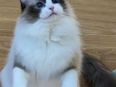 -COLOR PETS 撸猫馆·购猫·猫咖(长风大悦城店)