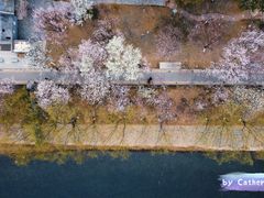 -桃花堤公园