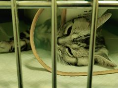 -瑞鹏宠物医院·爱宠堂·骨外专科(西荷分院)