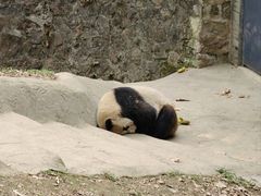 -都江堰中华大熊猫苑