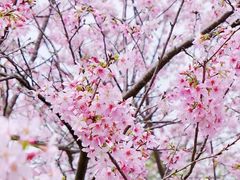 -天适樱花悠乐园