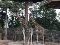 -清迈夜间动物园