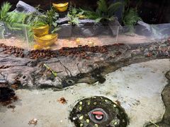 -正佳雨林生态植物园