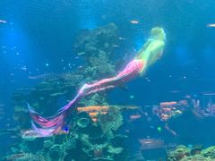 -海棠湾洲际-涛·海底餐厅·美人鱼·自助餐·海底隧道