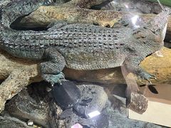 -上海海洋水族馆