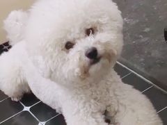 -萌宠之家·腊肠犬·马尔泰·小体犬舍