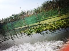iphone_upload_pic-小陆莲花蟹园农家乐(莲花岛店)