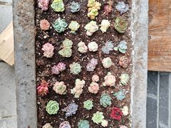 -华冠悠岚·庭院餐厅(青城后山店)