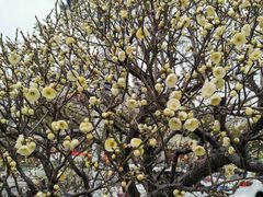 -菊上料理(蜀山银泰百货店)