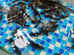 -养牛邓·潮汕牛肉海鲜自助火锅(广州店)