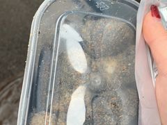 -叶氏麻糍(鼓浪屿店)