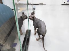 -糯米喵星人·撸猫猫舍咖啡馆(西市场嘉华店)