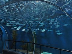 -上海海洋水族馆